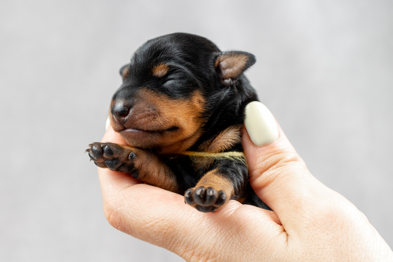 A small puppy of a black and tan miniature pinscher in the hands of a woman