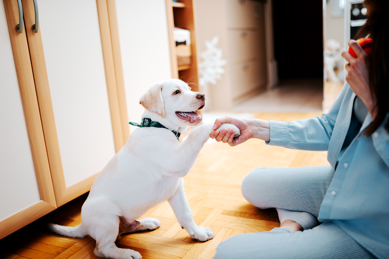 Teaching a white lab puppy to give a paw