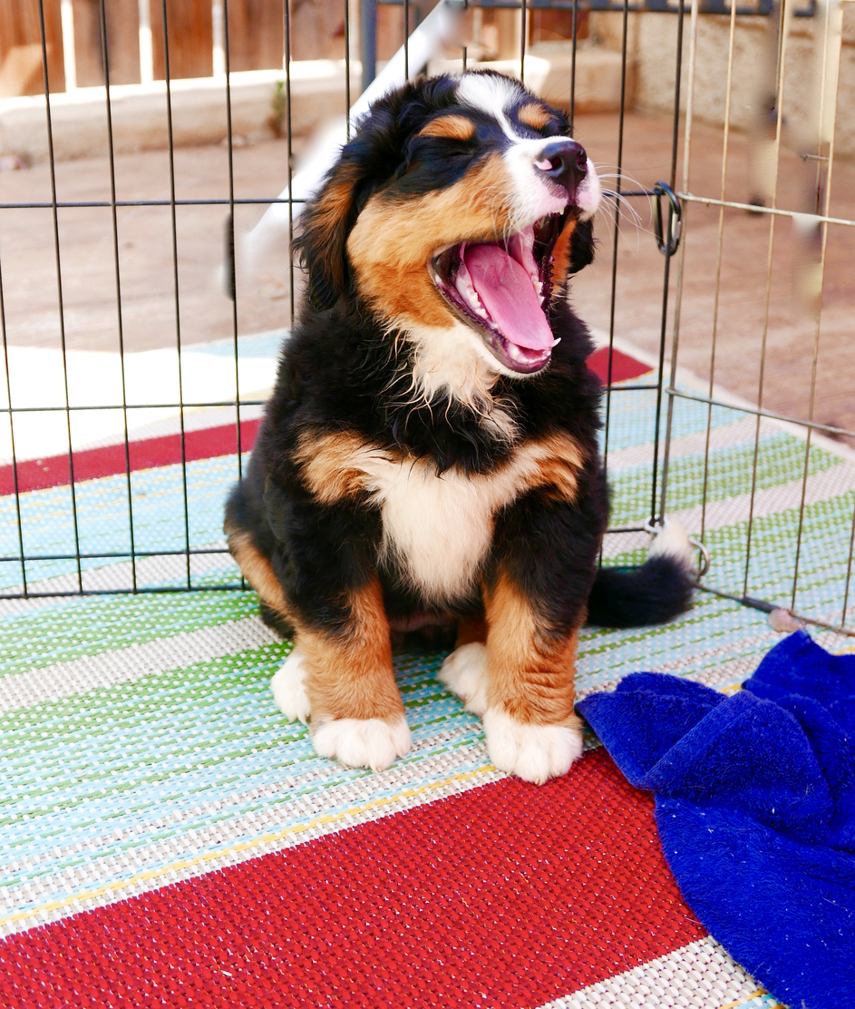 Bernese Mountain Dog Puppy Yawning in Playpen