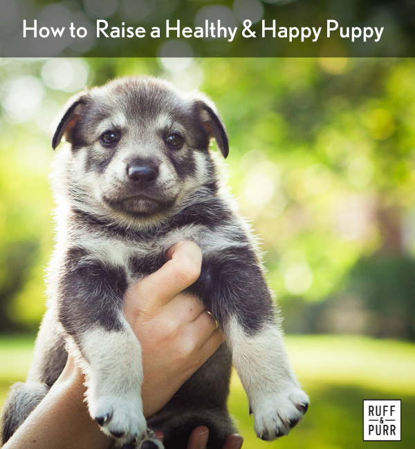 Gray and black puppy in someone's hands