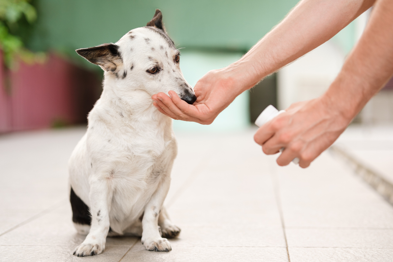 Man feeding a small Jack Russell mix dog a supplement out of a bottle