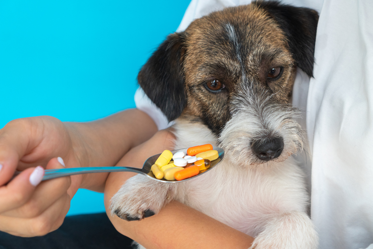 Sad-sick-dog-doesnt-want-to-take-pills.-The-pet-is-sick-in-the-girls-arms-on-a-blue-background.-the-pet-turned-away-from-the-medicine