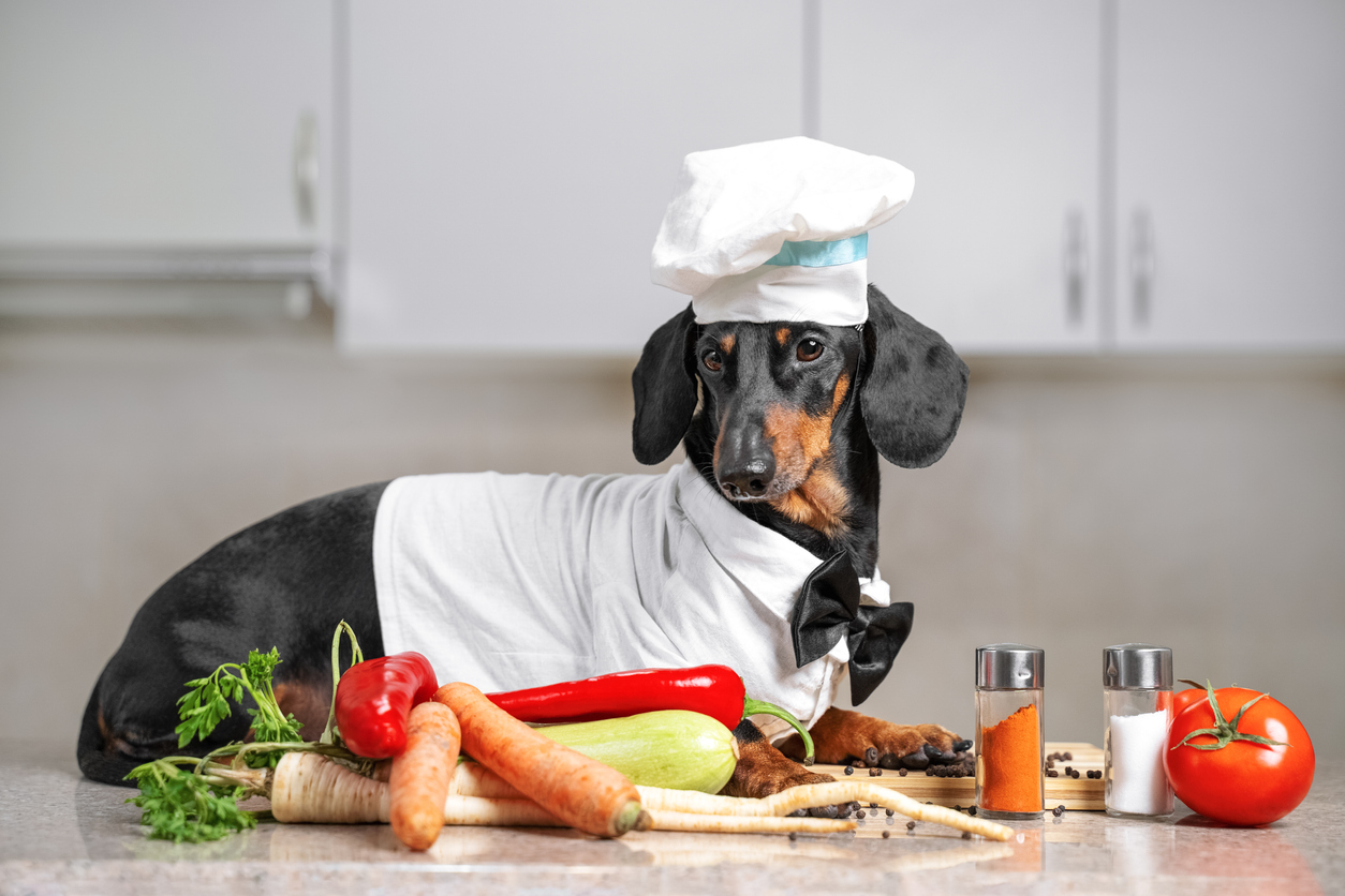 Black and tan Daschunt dog wearing a chef's hat and sitting on a counter with a variety of vegetables