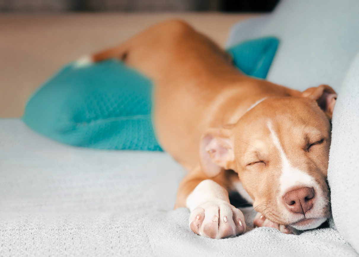 Pitbull mix dog relaxing on a sofa