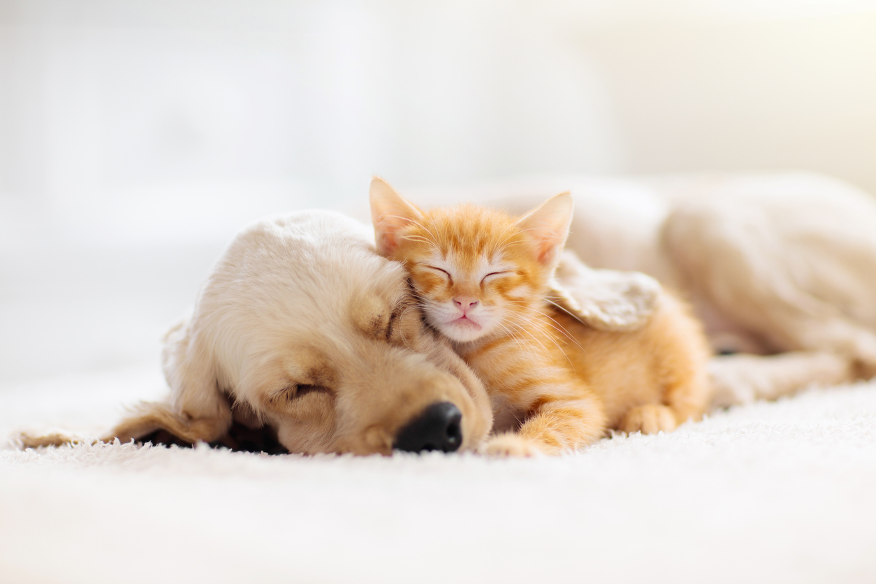 dog and cat relaxing together on a fluffy blanket