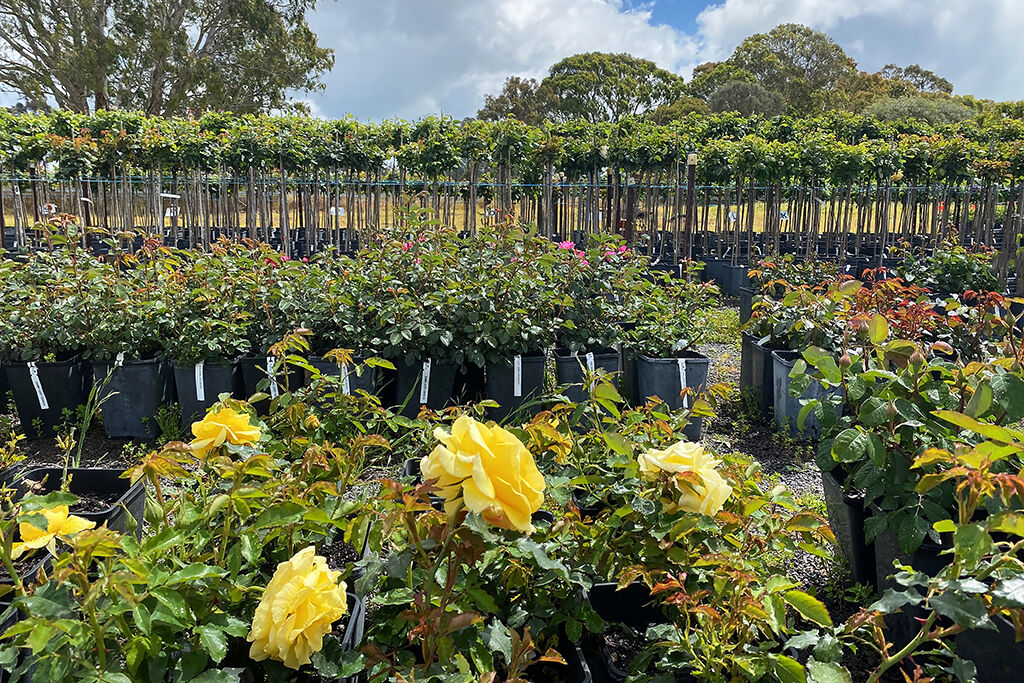 Potted roses