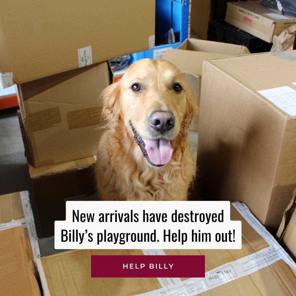 new arrivals have destroyed Billy's playground. Help him out!