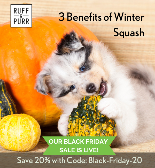 A small Aussie Shepard puppy biting into a winter squash