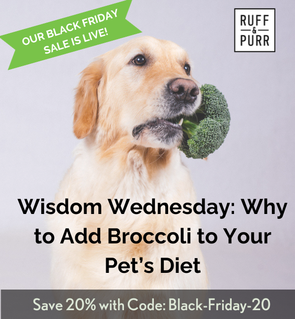 Golden Retrieve sitting with a crown of broccoli in its mouth.