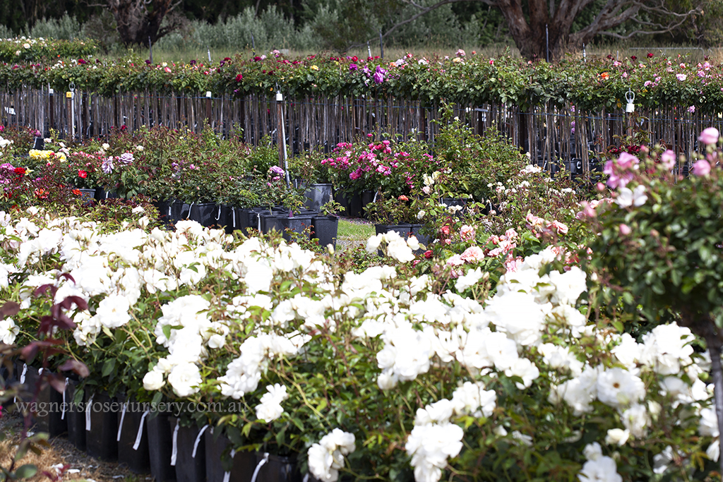 Potted roses