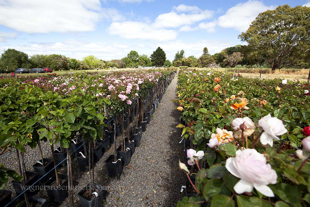 Potted roses