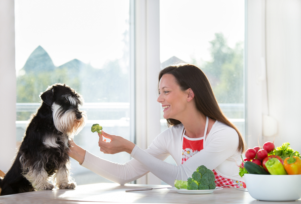 Woman sitting at a table with her Schnauser dog feeding him a piece of raw broccoli.