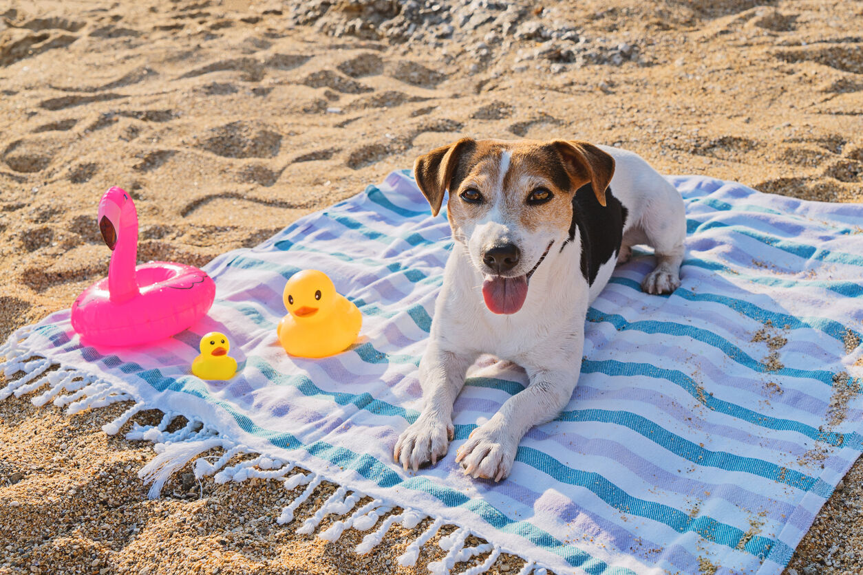 Beagle dog lying on beach towel at the beach with rubber ducky toys.