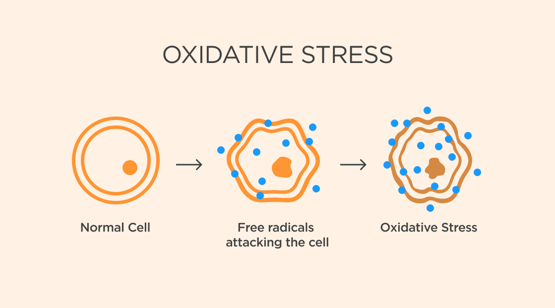 Image of oxidative stress
