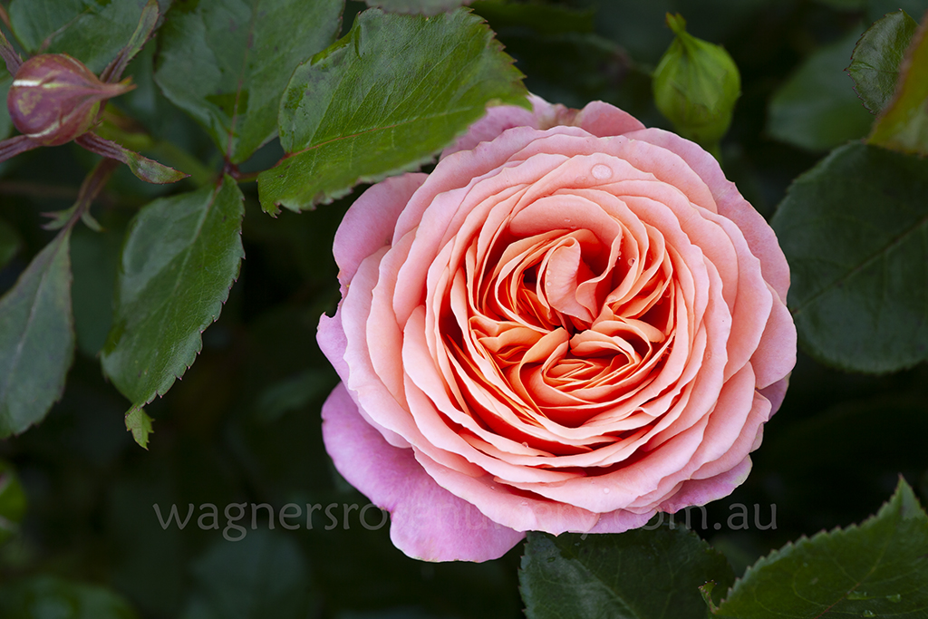 Coral Lion Rose