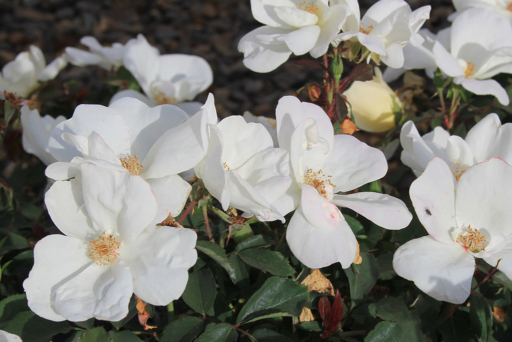 Knock Out White - 60cm/2ft standard