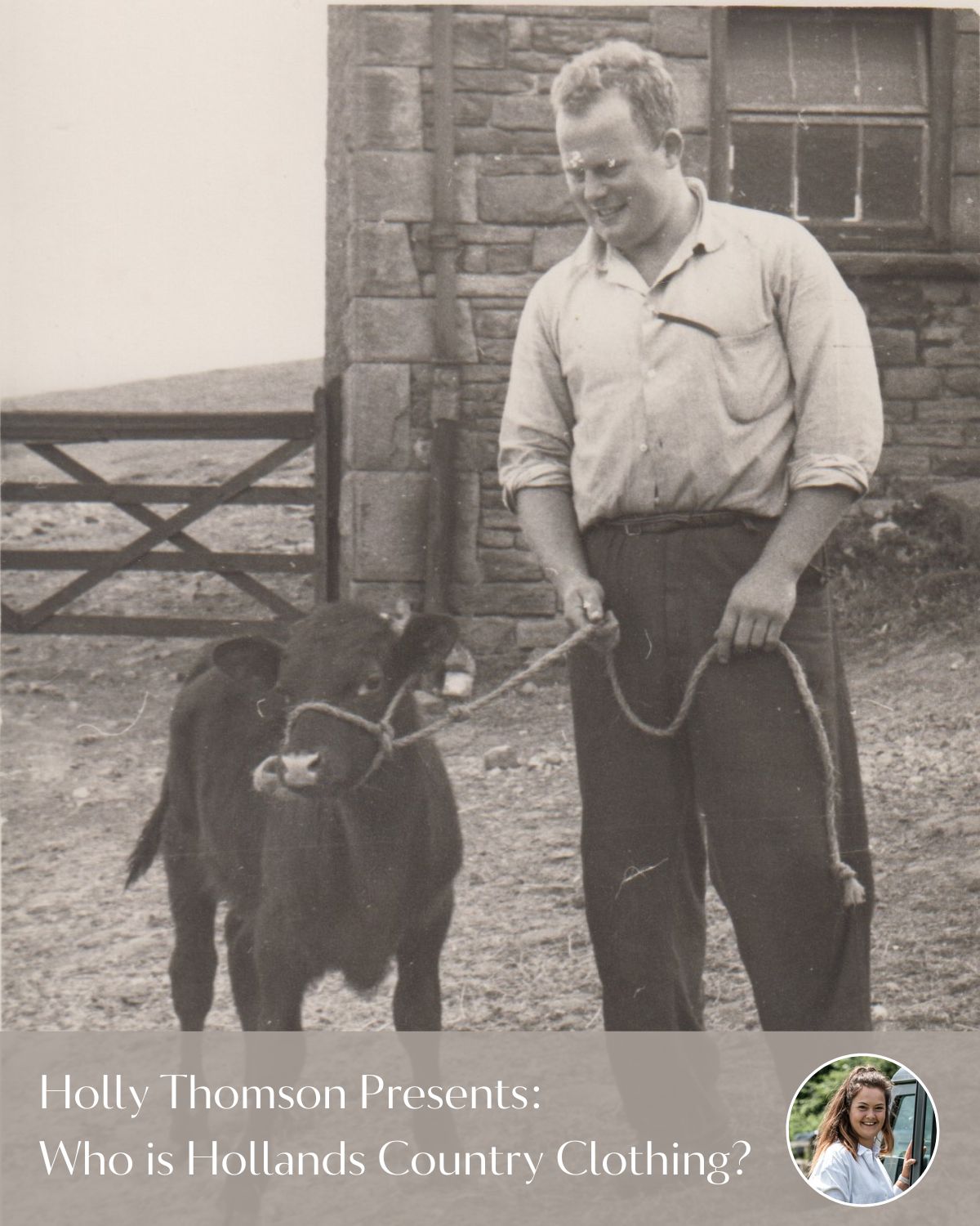 Black and white photo of a man walking a cattle on leash.