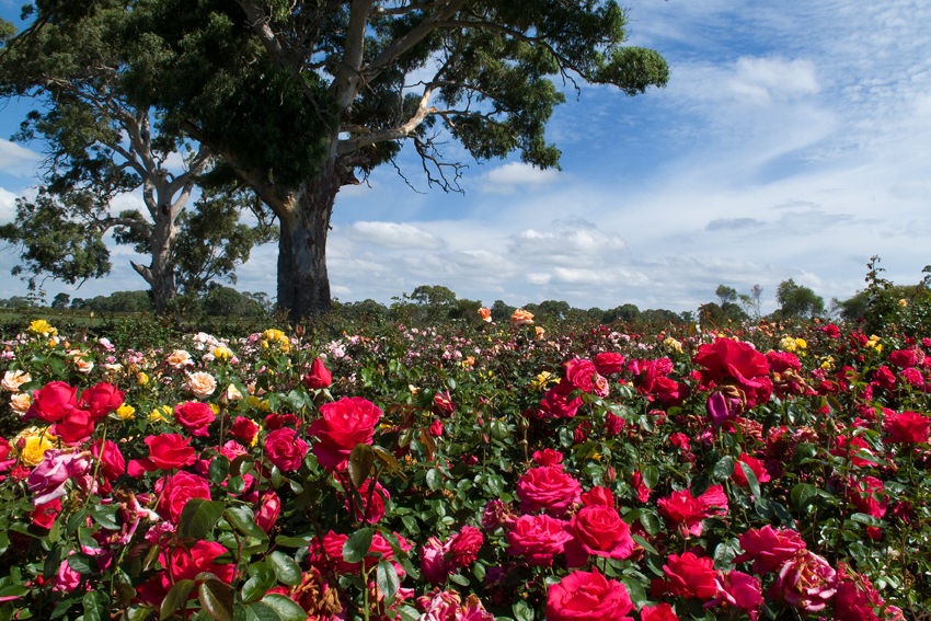 Wagner's Rose Nursery