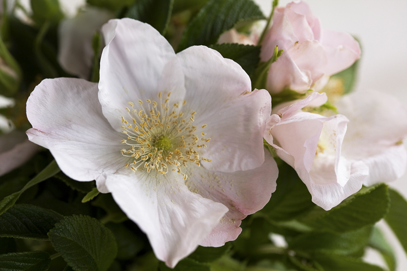 Rugosa Alba