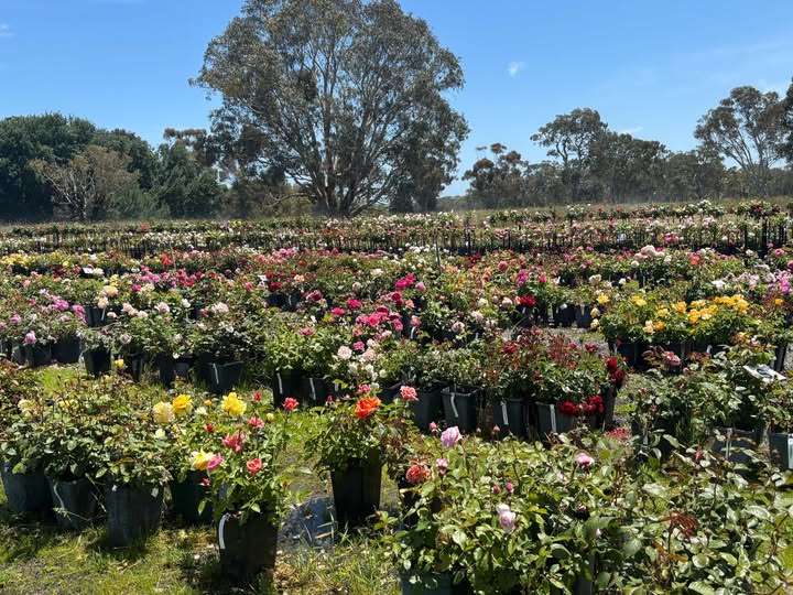 potted roses