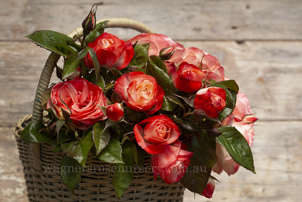 Valentine