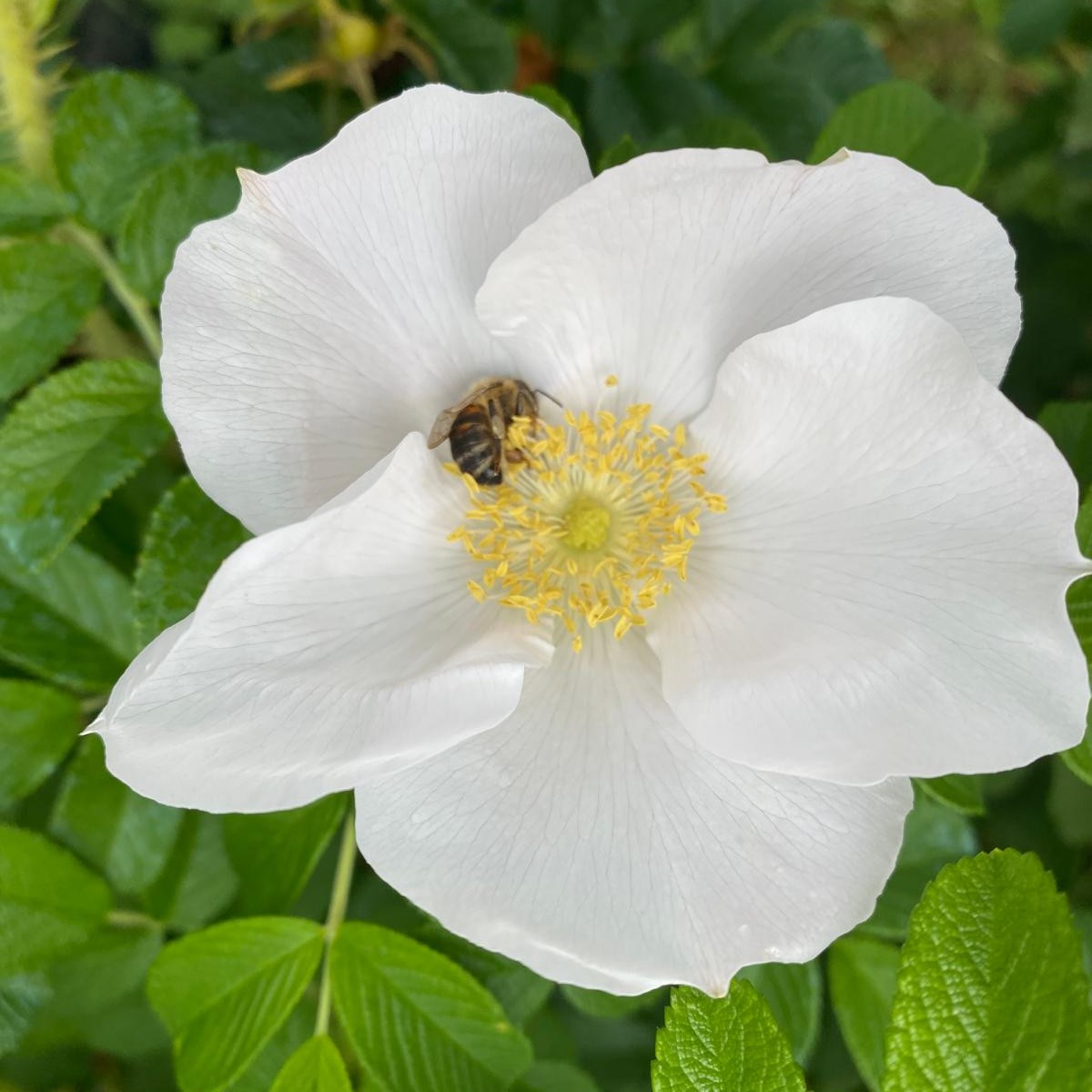 Rugosa Alba