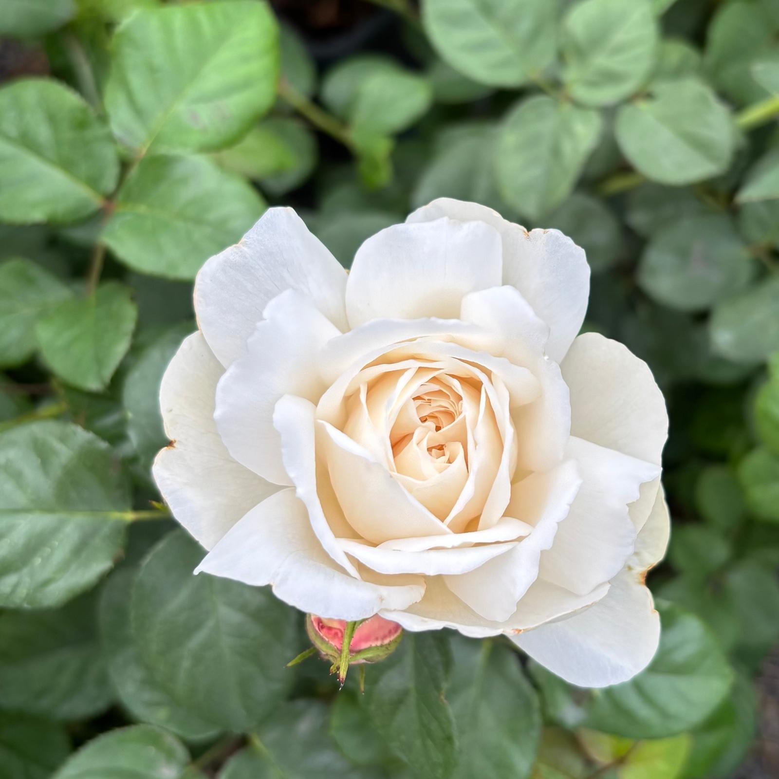 William and Catherine