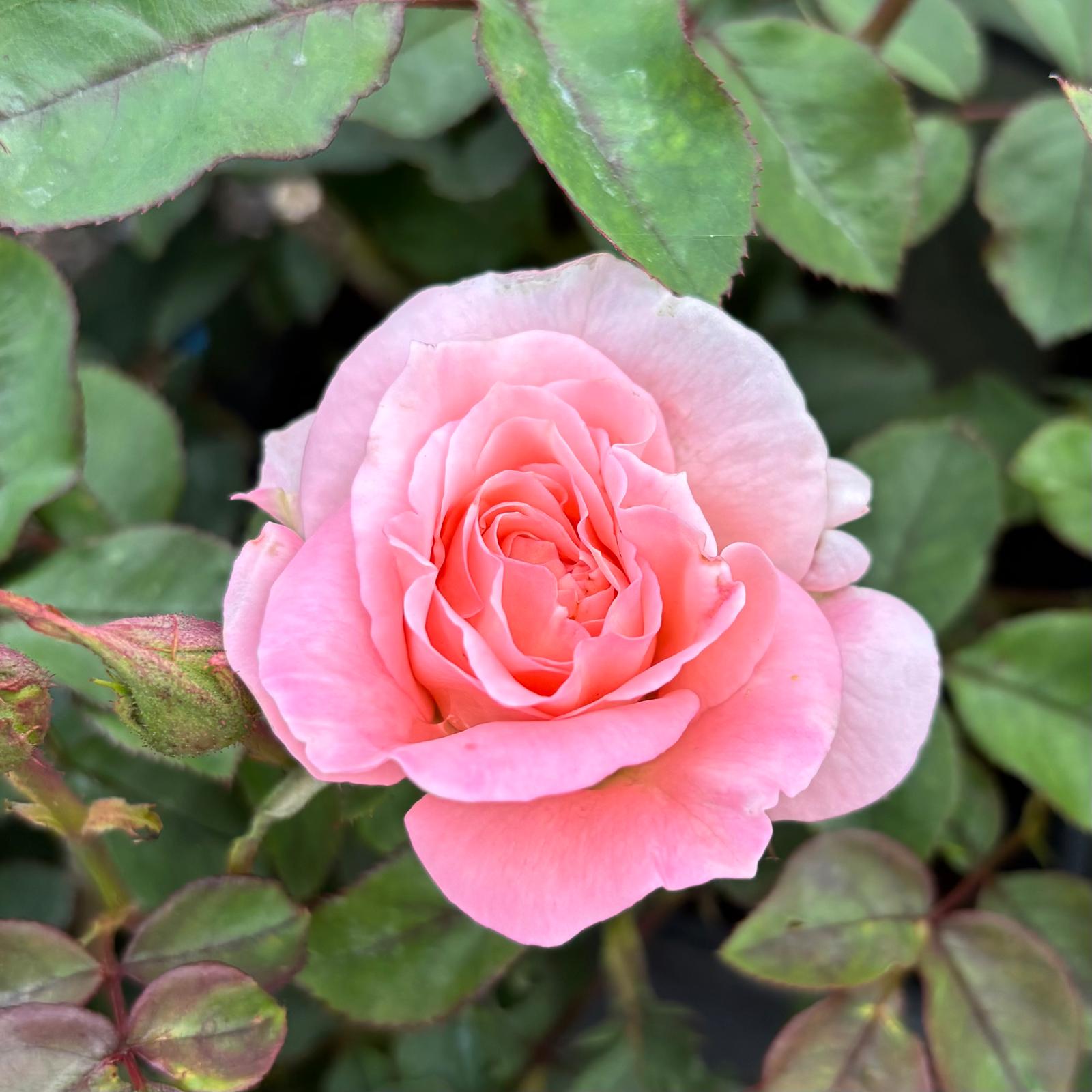 Governor Marie Bashir