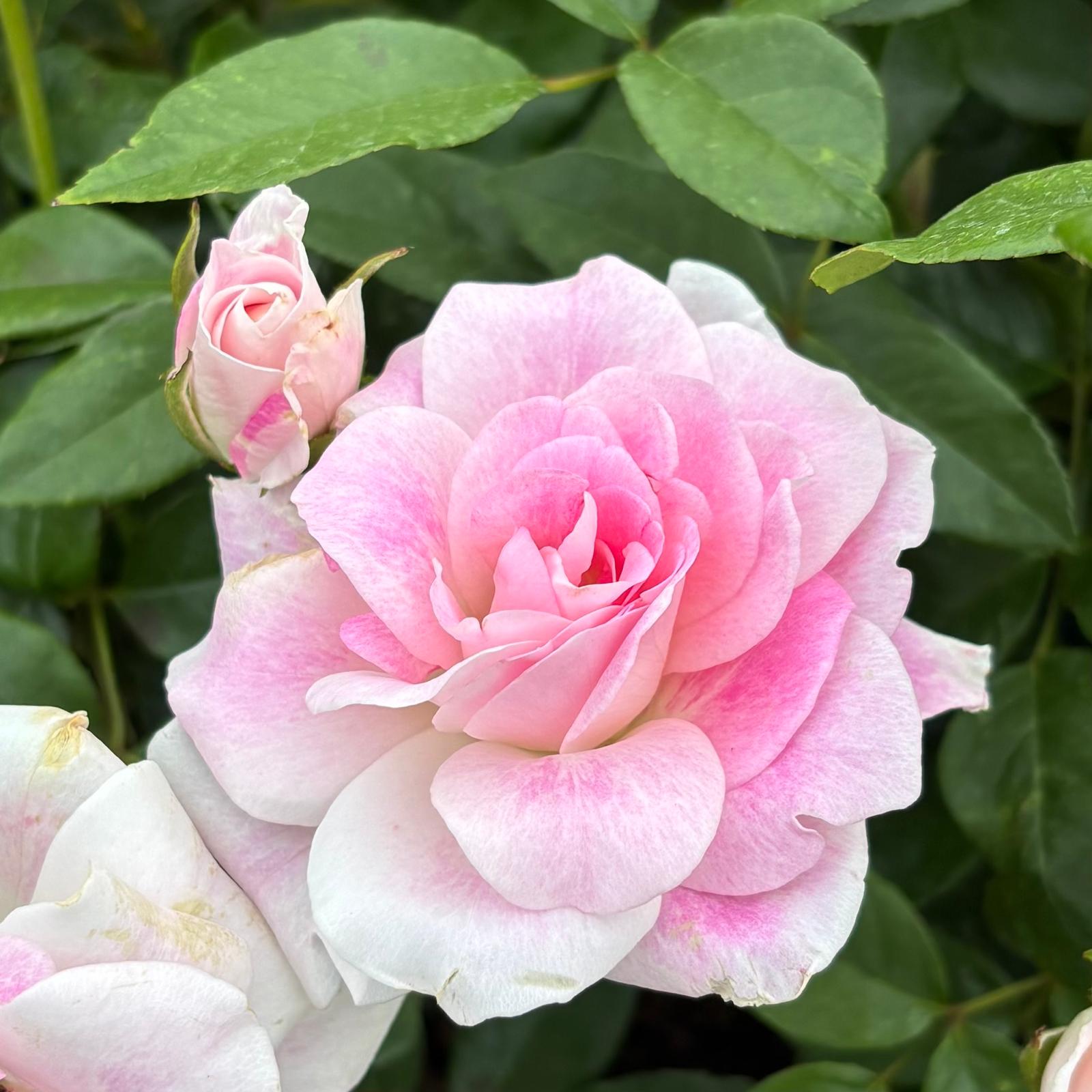 Iceberg Blushing Pink