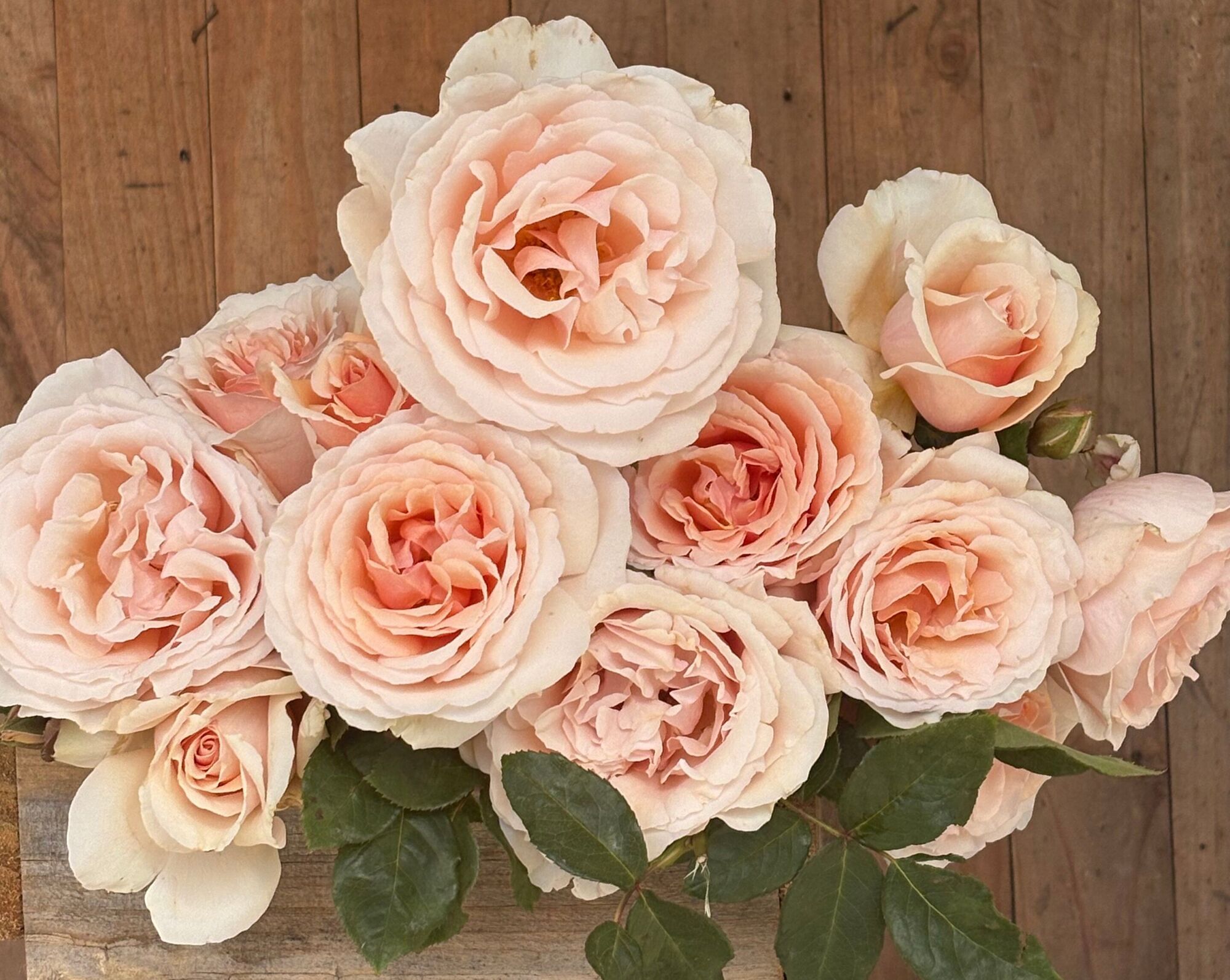 Shirley's Rose