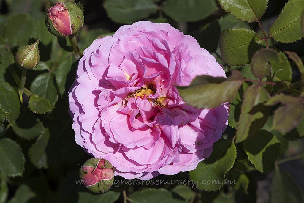 Princess Alexandra of Kent