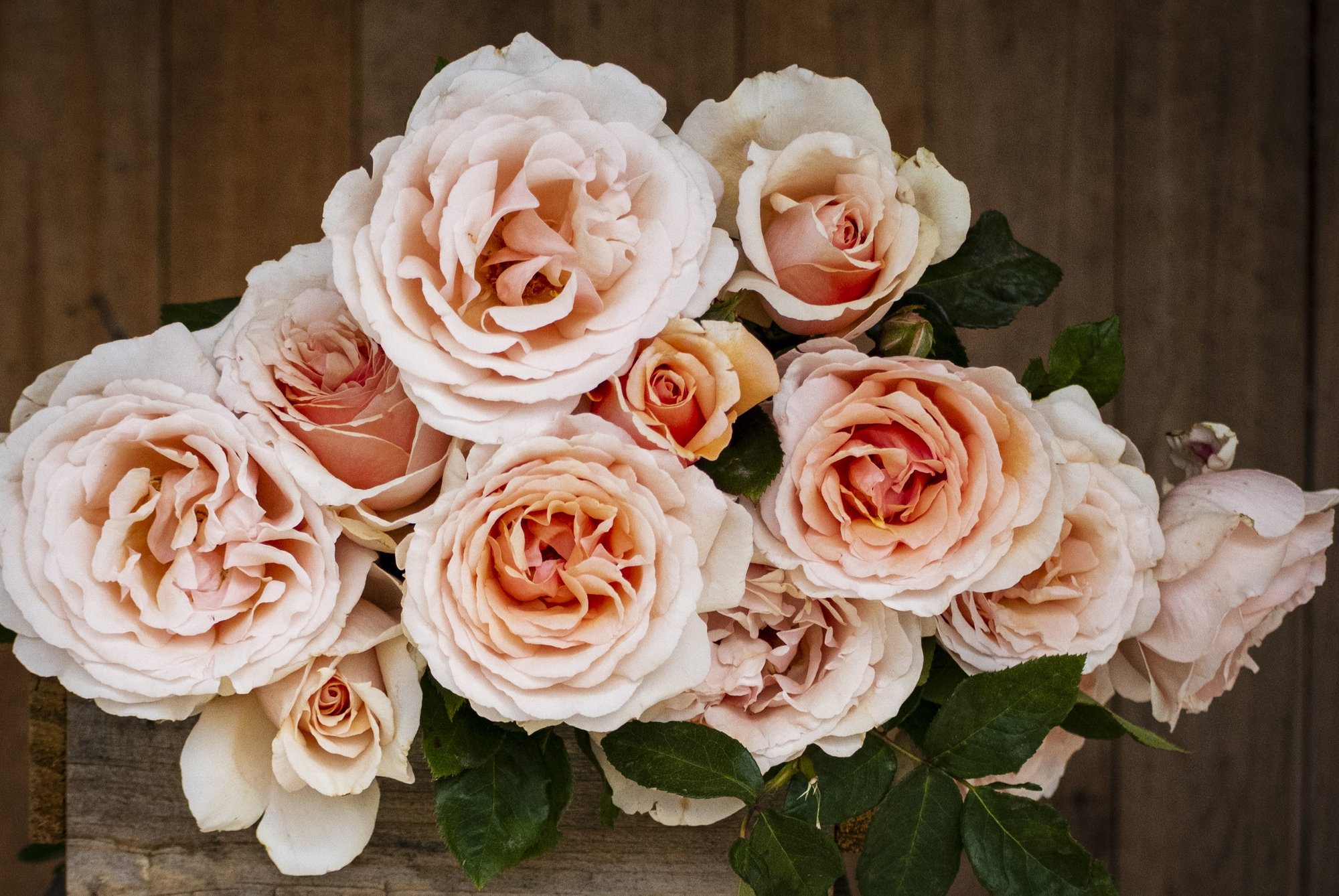 Shirley's Rose