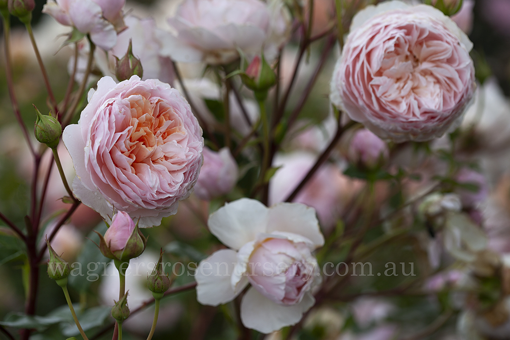 Abraham Darby