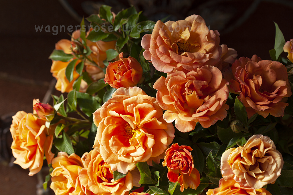 Pumpkin Patch