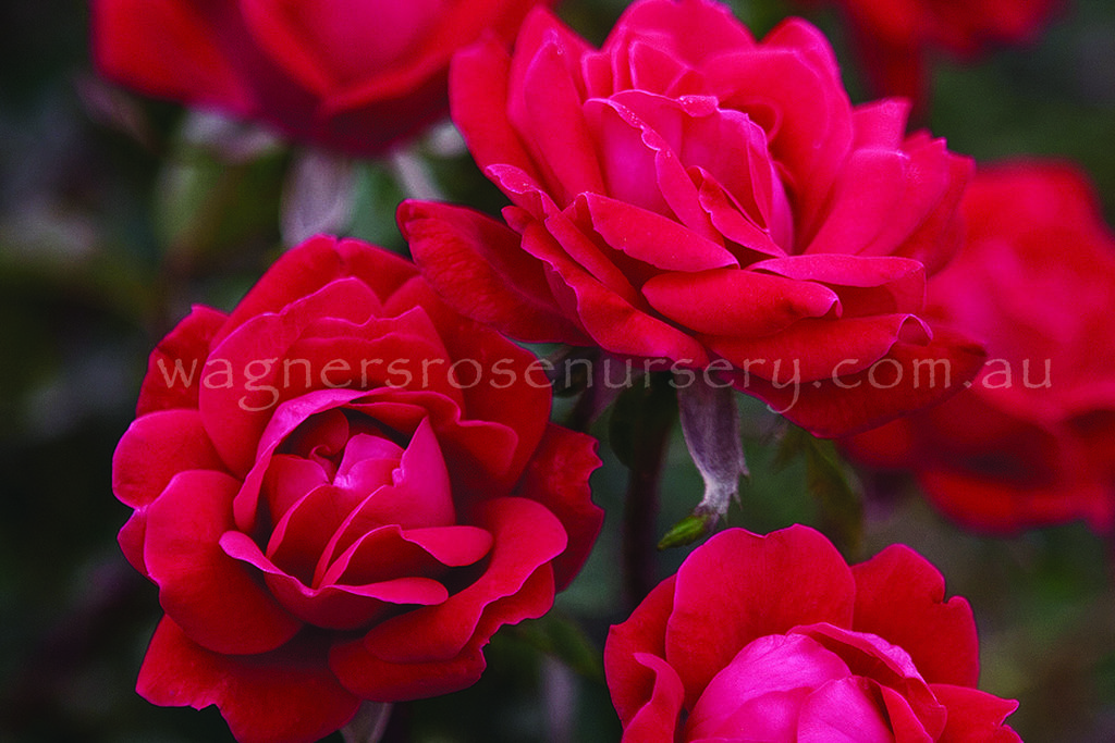 Knock Out Double Red - 60cm/2ft standard
