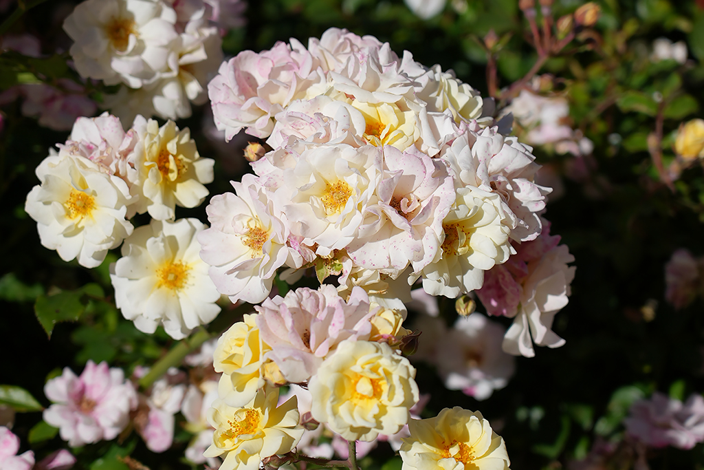 Popcorn Drift - 60cm/2ft standard